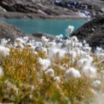 Gletschersee, Schnalstal