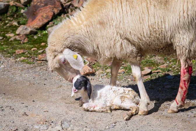 ein neugeborenes Lamm