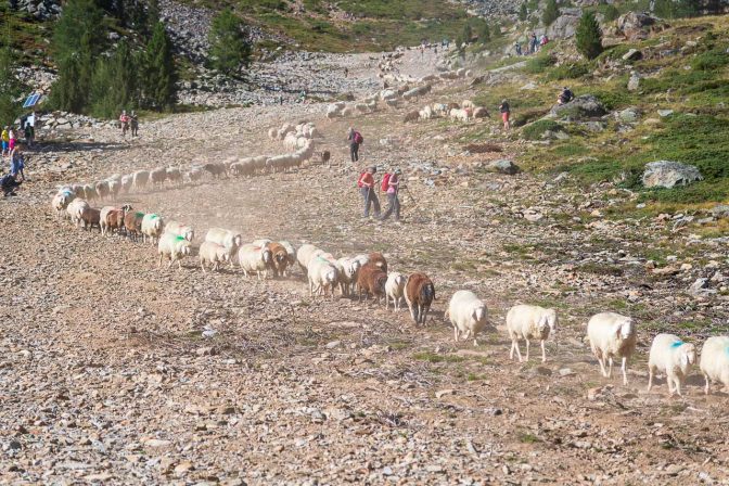 die letzten Meter vor der Schafsschoad