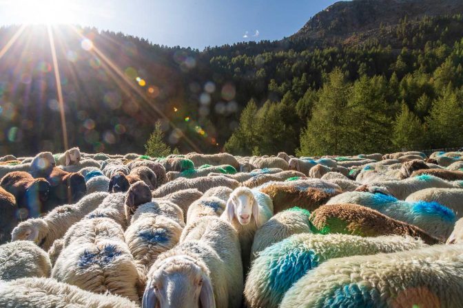 Es ist vollbracht - alle Schafe warten nun auf Ihre Bauern