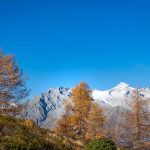 Cima Presanella, Herbst, Lärchen