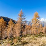 Cima Presanella, Herbst, Lärchen