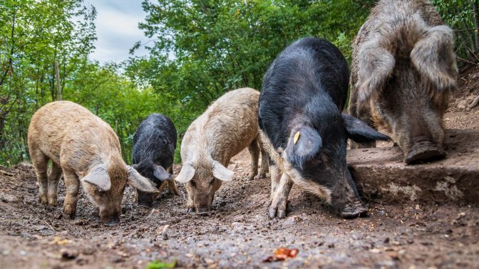 Schweine auf dem Crozzolhof