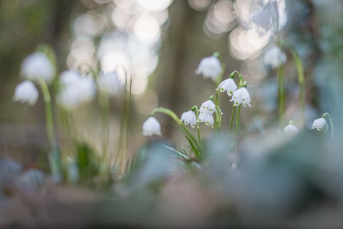 Frühlingstal, Großes Schneeglöckchen, Märzenbecher