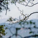 Berge, Frühling, Wald, Zweige