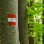 Buche, Buchenwald, Markierung, Wald