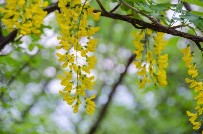 Goldregen vom Bohnenbaum