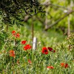 Mohnblumen im Weinberg