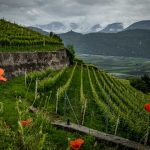 Leuchtenburg, Mohnblumen, Weinberge