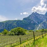 Hofstatt, Tiefenbrunner, Weinberg, Wiggerspitze