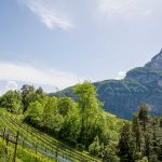 Hofstatt, Tiefenbrunner, Weinberg, Wiggerspitze