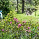 Alpenrosen, wandern