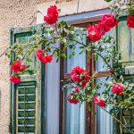 alt, Bauernhaus, Rosen