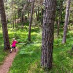 Wald, wandern, Wasserfallweg