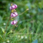 Blume, Türkenbund, Türkenbund-Lilie