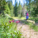 Blume, Türkenbund, Türkenbund-Lilie