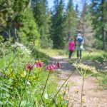 Blume, Türkenbund, Türkenbund-Lilie, wandern