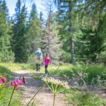 Blume, Türkenbund, Türkenbund-Lilie, wandern