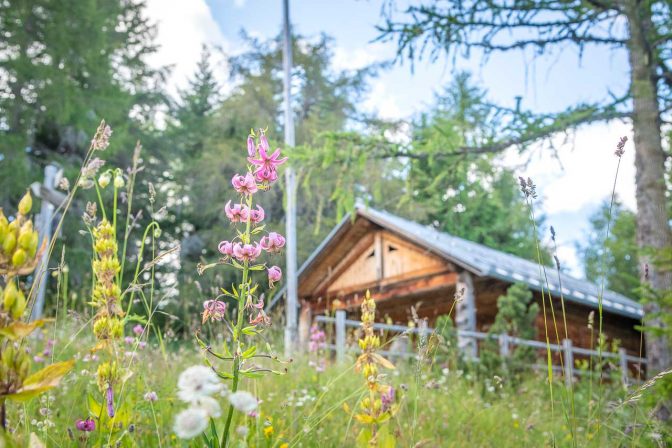 Türkenbund Lilien vor der Schweigglhütte