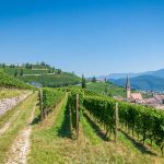 Gewürztraminer Weg, Gewürztraminer Weinweg, Themenweg, Tramin, Weindorf Tramin