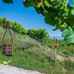 Aromen, Flsche, Gewürztraminer Weg, Gewürztraminer Weinweg, Themenweg