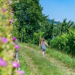 Gewürztraminer Weg, Gewürztraminer Weinweg, Kinder, laufen, Themenweg