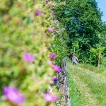 Gewürztraminer Weg, Gewürztraminer Weinweg, Kinder, laufen, Themenweg