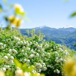 Ausblick auf Weißhorn und Schwarzhorn