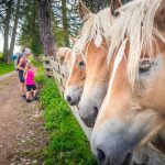 Haflinger, Pferde, Salten, Tschöggelberg