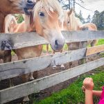 Haflinger, Pferde, Salten, Tschöggelberg