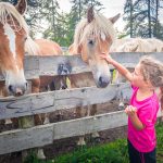 Haflinger, Pferde, Salten, Tschöggelberg