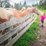 Haflinger, Pferde, Salten, Tschöggelberg