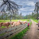 Haflinger, Pferde, Salten, Tschöggelberg