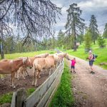 Haflinger, Pferde, Salten, Tschöggelberg