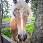 Haflinger, Pferde, Salten, Tschöggelberg