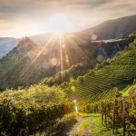 Abend, Herbst, Kloster Säben, Knappensteig, Sonne, Weinberg