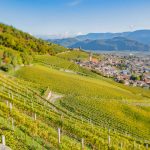 Gewürztraminer Weinweg, Herbst, Teich, Tilt Shift, Tramin, Weinberge