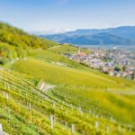 Gewürztraminer Weinweg, Herbst, Teich, Tilt Shift, Tramin, Weinberge