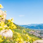 Gewürztraminer Weinweg, Herbst, Teich, Tramin, Weinberge