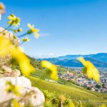 Gewürztraminer Weinweg, Herbst, Teich, Tramin, Weinberge