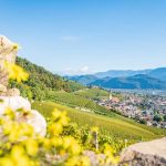 Gewürztraminer Weinweg, Herbst, Teich, Tramin, Weinberge