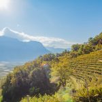 Gewürztraminer Weinweg, Herbst, Teich, Tilt Shift, Tramin, Weinberge