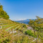 Gewürztraminer Weinweg, Herbst, Teich, Tilt Shift, Tramin, Weinberge