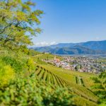 Gewürztraminer Weinweg, Herbst, Teich, Tilt Shift, Tramin, Weinberge