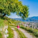 Gewürztraminer Weinweg, Herbst, spazieren, Teich, Tilt Shift, Tramin, Weinberge