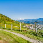 Gewürztraminer Weinweg, Herbst, Teich, Tilt Shift, Tramin, Weinberge