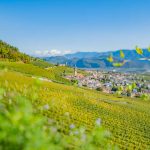 Gewürztraminer Weinweg, Herbst, Teich, Tilt Shift, Tramin, Weinberge