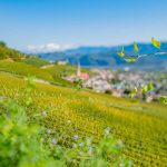 Gewürztraminer Weinweg, Herbst, Teich, Tilt Shift, Tramin, Weinberge