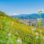 Gewürztraminer Weinweg, Herbst, Teich, Tilt Shift, Tramin, Weinberge