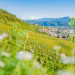 Gewürztraminer Weinweg, Herbst, Teich, Tilt Shift, Tramin, Weinberge